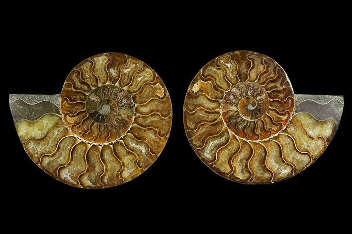 Agate Replaced Ammonite Fossil - Madagascar #169014